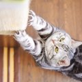 猫が急にしなくなったら気をつけるべき、5つの行動と原因　場合によっ…