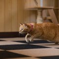 急にどうしたの？猫が突然家の中で暴れだす理由5つ