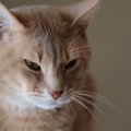 猫が「期待を裏切られた！」とがっかりする事8つ