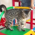 『ごめんニャ…』ドジった猫が息子をケガさせて…次の瞬間が尊すぎると1…