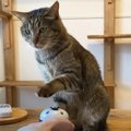 元保護猫ちゃんが“呼び鈴”チャレンジ！　おやつを使ったトレーニング…