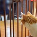 『大好きな姉ちゃんが帰ってこない夜』に猫がとった行動…まさかの『予…