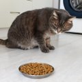 猫が『急にごはんを食べなくなる』ときに疑うべき4つの原因　様子見ではダ…