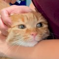 動物病院に猫を連れてきた飼い主さん→獣医に名前の由来を聞かれて…診察室…