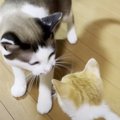 保護子猫が先住猫と初対面した結果…マイペースすぎる姿が面白いと5万5…