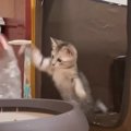 『トイレ掃除を妨害する仔猫』vs『飼い主』愉快なやり取りに「自然と…