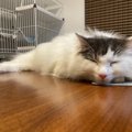 猫の『顔』で性別を見分ける5つの方法