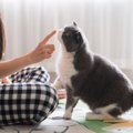 猫が『差し出された指先』のニオイをどうしても嗅いでしまう理由3選　猫と…