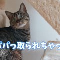 苦手を克服しようと頑張った猫ちゃんに起きた悲劇