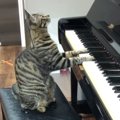 ピアノの前に置いてある『椅子の上にいた猫』→完璧な姿勢で音を鳴らす『驚…