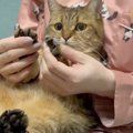 【猫の爪切り成功術】爪切りされるミヌエット猫ちゃん。飼い主さんが…