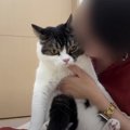 迷惑そうな顔も可愛い！猫吸いされる猫くんの表情がたまらない♪