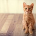 猫がする『わがままな催促』5選！行動の原因や対処法とは？