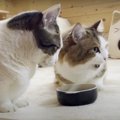 この隙にどうぞどうぞ！猫ちゃん親子の譲り合い♪