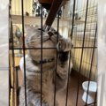 自由研究はおまかせ！天体観察にいそしむ猫さんが話題