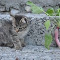 猫は大根を食べても大丈夫？大根おろしは？つまは？注意点を解説