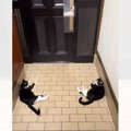 お父さんの帰りを玄関で待つ2匹の猫…思わず笑顔になる『可愛すぎる光景』…