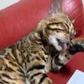 猫が毛づくろいをするのはなぜ？意味があるの？