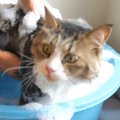 『シャンプー上級者の元野良猫』→お風呂に入れると…目を疑う光景が283万再…