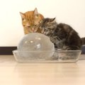 『丸い氷を楽しむ10匹の猫』思わず癒やされてしまう可愛すぎる光景に5…