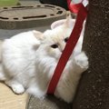 猫の爪が伸びる速度は年齢によって違う？！爪切りはいつするべき？