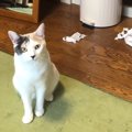 ゴミ箱を阻止せよ！飼い主さんと猫ちゃんの頭脳戦！