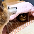 コタツを出すと大喜びの猫たち→同居犬は心配そうな様子で…あまりにも『愛…