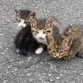 『道の真ん中で身を寄せ合っていた子猫たち』を保護したら…涙あふれる『ま…