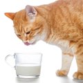 猫が口にしても安全な『飲み物』4選　水以外のものを与えていいのはど…