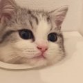 猫が『昔通れた小さな穴』に挑戦した結果…まさかの『可愛すぎる瞬間』…