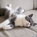 猫が『いびき』をかくのは普通？考えられる5つの原因　病気が隠れているサ…