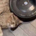 『助けを求めています』とお掃除ロボットから"メッセージ"が届…