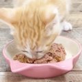 生後37日目を迎えた保護子猫→大好きな『ごはんの時間』になると…愛お…