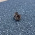 道路の真ん中でフリーズしていた子猫…『放っておいたら後悔する』と愛…
