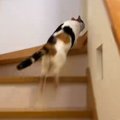 病院に連れていかれることを察した猫→全力で逃げ始めて…『追いかけっ…