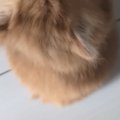 『子猫がしがみついてきた』と思ったら…とんでもなく尊い『まさかの展開』…