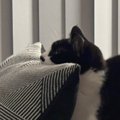 "思わず二度見"猫がテレビを見ていると思ったら、完全に予…