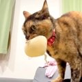 夜、突然覚醒したネコ→急遽撮影したら…可愛すぎて『ずっと見ていたくなる…