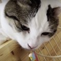 気付く？寝ている猫ちゃんにおやつを近づけると…？