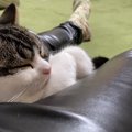 リラックスタイム～♡お昼寝を楽しむ猫さんと飼い主さん♪