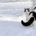 猫のしっぽが『膨らんでいる』ときの理由5つ　読み取れる心理や接するとき…