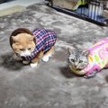 おしゃれに防寒対策♡モコモコであったかい服を着た猫たち♪