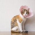 猫のエリザベスカラーは苦しくない？その必要性と嫌がるときの対処法