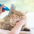 猫の『毛並みが悪い』時に疑うべき4つの原因　飼い主がすべき改善方法とは