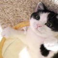 猫の『眉毛』が持つ大切な役割3つ