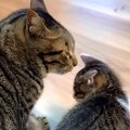 鉄工所で保護された赤ちゃん猫→先住猫が可愛がってくれて…宝物のよう…