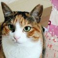 猫の飼い主をメロメロにする『あざとい』行動５つ