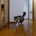 扉を破壊した猫ちゃんのその後