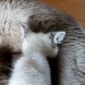 『授乳しているママ猫』と思いきや……『まさかの状況』に胸が熱くなる…