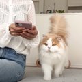 鳴きまくる猫に翻訳アプリを使ってみた結果…まさかの『本音』が泣ける…